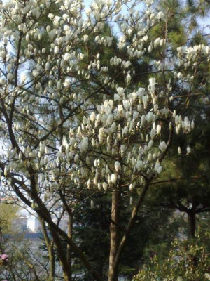 Kopie_von_11042009Magnolia_denudata.jpg