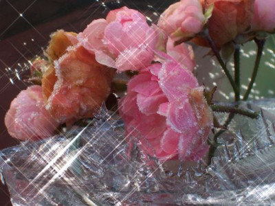 eisrosen003.jpg