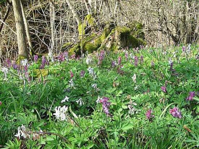 corydalis-cava-axel.jpg