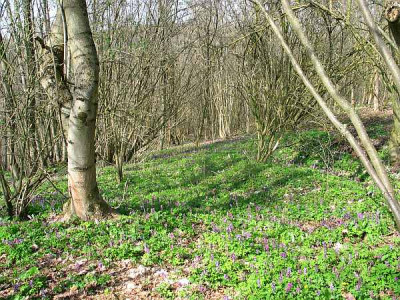 corydalis-cava-axel12.jpg