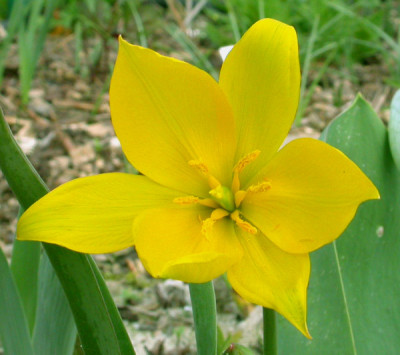 Weinbergtulpe_1_11.4.09.jpg