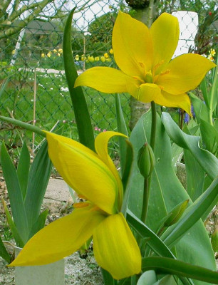 Weinbergtulpe_2_11.4.09.jpg