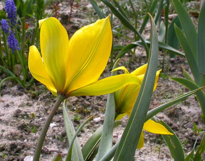 Weinbergtulpe_3_11.4.09.jpg
