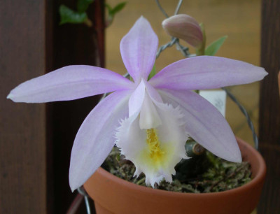 Pleione_Ueli_Wackernagel_Pearl_2009-04-10.JPG