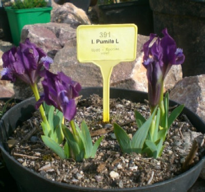 PumilaL.JPG