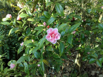 Kopie_von_12042009C.japonica_rusticana_Fukkurin_Ikkyo.jpg