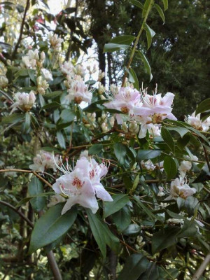 Kopie_von_12042009Rh.davidsonianum_Caerhays_Pale_Pink_blotched_01.jpg