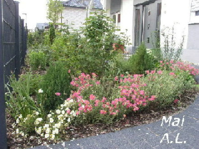Helianthemum_Vorgarten.jpg