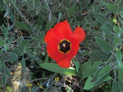 k-Tulpe_rot_mit_Salbei.jpg