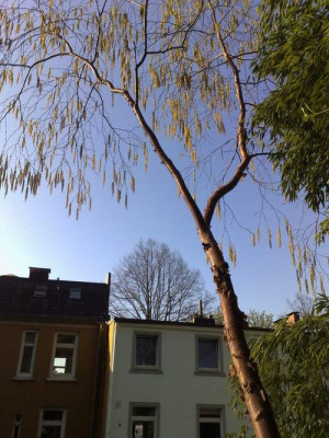 Kopie_von_12042009Betula_albosinensis_var.septentrionalis_02.jpg