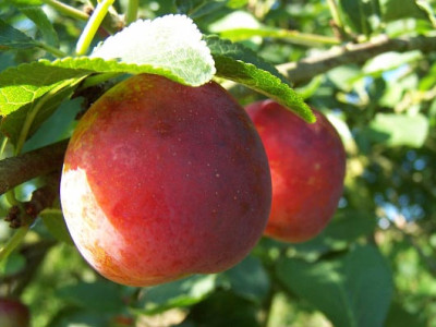 b014917_Pflaume_Koenigin_Viktoria_0.jpg