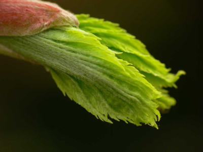 Acer_sh._Aureum.JPG