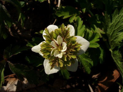 anemone_green_cf.jpg