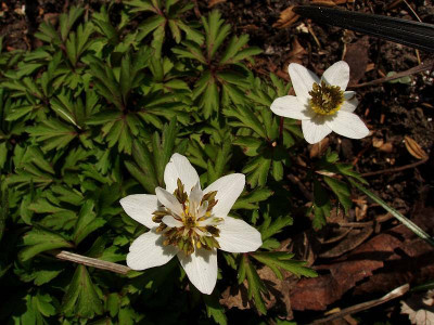 anemone_green_cf_2.jpg