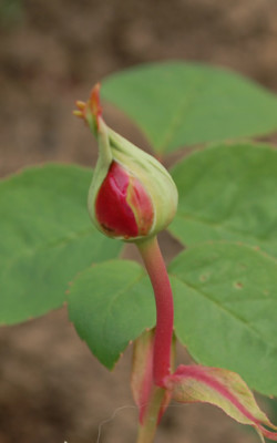 Anna_Jung_0010__43684.jpg