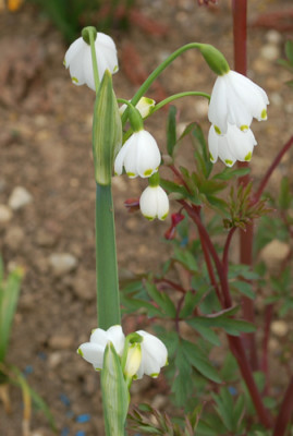 Fruhlingsknotenblume_Gravetye_Giant_0010__43683.jpg