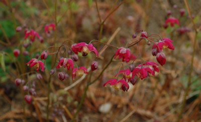 Elfenblume_0010__43679.jpg