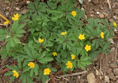 Gelbes_Windroschen_0010__43686.jpg