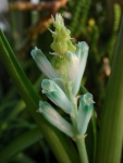 Lachenalia_viridiflora.jpg