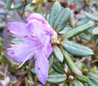 Rhododendron_impeditum_fars_2009.jpg