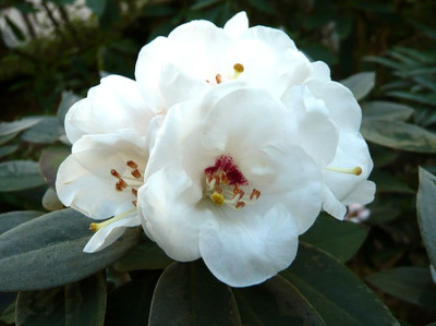 Rhododendron_pachysanthum_fars_2009.jpg