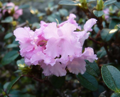 Rhododendron_cephalanthum_fars_2009.jpg