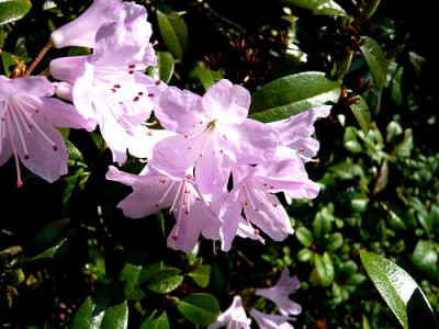Rhododendron_rubiginosum_2_fars_2009.jpg
