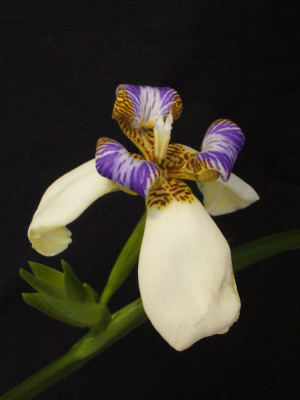 Neomarica_gracilis_900x1000_80KB.jpg