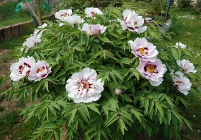 Fen_Jin_Yu_0010__22391.jpg