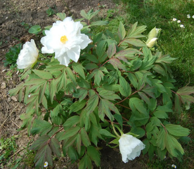 Renkaku_0010__22394.jpg
