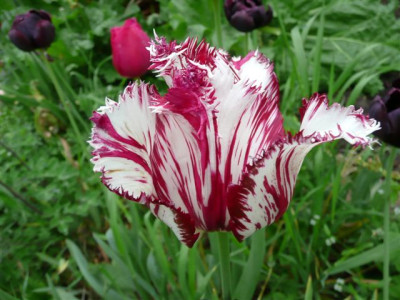 Tulpe.2008.JPG