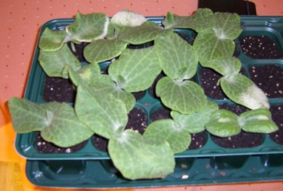 feigenblattk001.jpg
