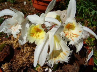 DSCF7403.JPG