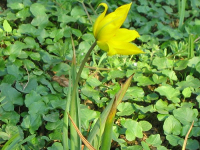 Weinbergstulpe13.jpg
