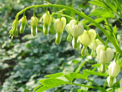 Dicentra13.jpg