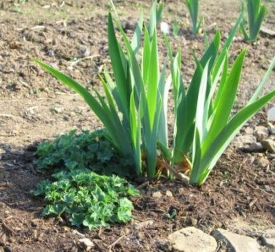 Garten-Pur_Pflanzung.jpg