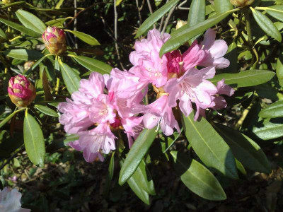 Kopie_von_13042009Rh.degronianum_ssp.heptamerum_var.heptamerum_Baravella_sel.jpg