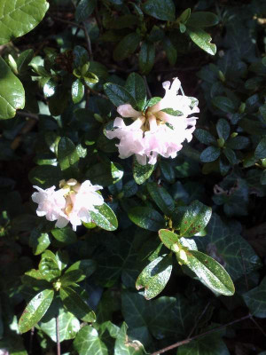 Kopie_von_13042009Rh.laudandum_var.laudandum_aff.jpg