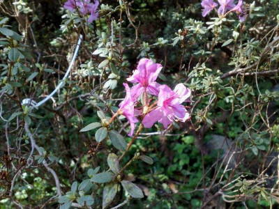 Kopie_von_13042009cRh.calostrotum_ssp.calostrotum.jpg