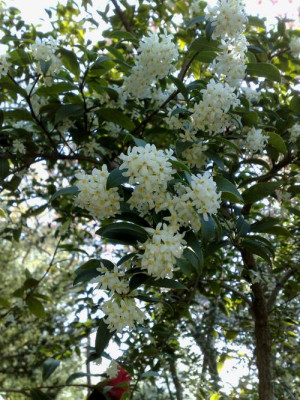 Kopie_von_13042009Osmanthus_X_burkwoodii.jpg