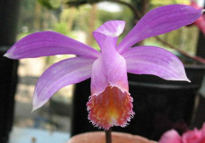 Pleione_hookeriana_6135.jpg