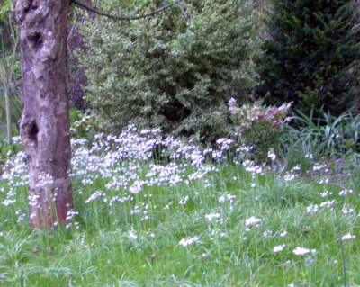 Kuckucksblumen_11.4.09.jpg
