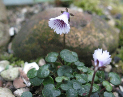Soldanella_minima_6108.jpg