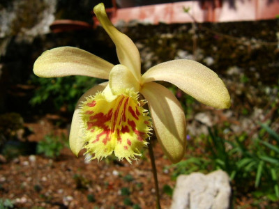 Pleione_Krakatoa_1.JPG
