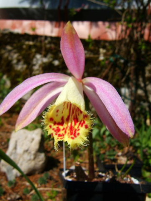 Pleione_Zeus_Weinstein_a1.JPG