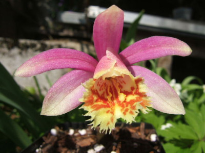 Pleione_Askia.JPG