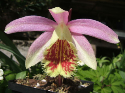 Pleione_Harlequin_Norman_2.JPG