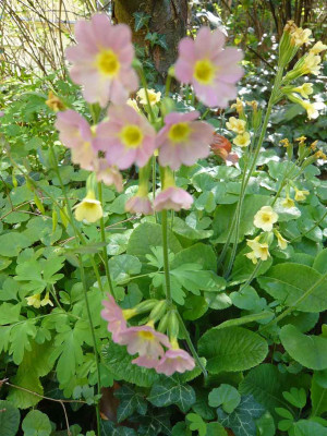Primula-elatior-Hybr..jpg