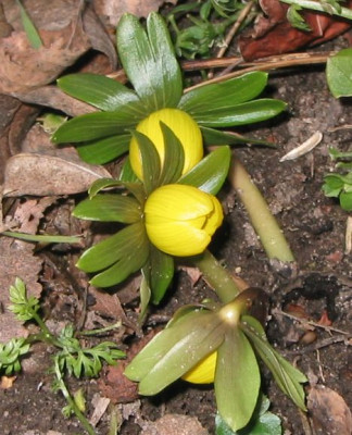 Eranthis.jpg
