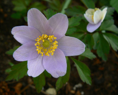 Anemone_nem_Allenii_a.jpg